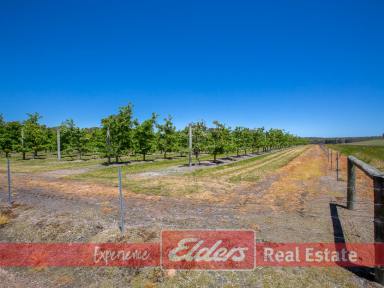 Residential Block For Sale - WA - Kirup - 6251 - Sweet Spot - with your own  Apple Trees if you so wish!  (Image 2)