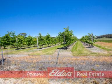 Residential Block For Sale - WA - Kirup - 6251 - Sweet Spot - with your own  Apple Trees if you so wish!  (Image 2)