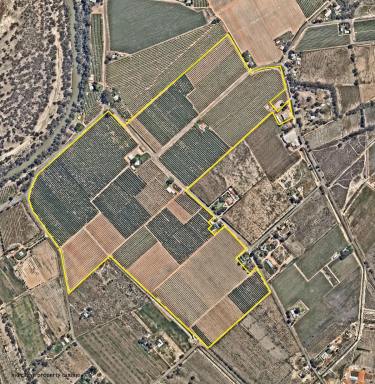 Horticulture For Sale - NSW - Curlwaa - 2648 - QUALITY CITRUS HOLDING - 150 Acres (approx.)  (Image 2)