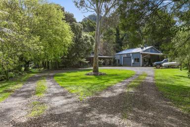 House Sold - VIC - Apollo Bay - 3233 - Tranquil rainforest wonderland  (Image 2)