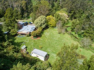 House Sold - VIC - Apollo Bay - 3233 - Tranquil rainforest wonderland  (Image 2)