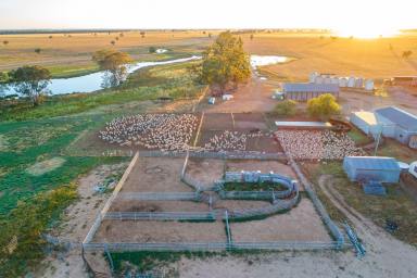 Mixed Farming For Sale - NSW - Forbes - 2871 - 'Yarrangong North' & 'Montana' Aggregation  (Image 2)