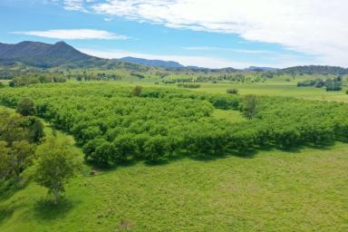Horticulture For Sale - NSW - Kyogle - 2474 - ORGANIC PECAN FARM  (Image 2)
