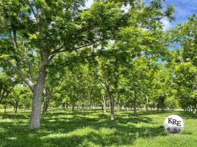 Horticulture For Sale - NSW - Kyogle - 2474 - ORGANIC PECAN FARM  (Image 2)