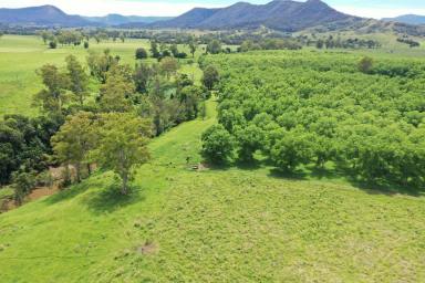 Horticulture For Sale - NSW - Kyogle - 2474 - ORGANIC PECAN FARM  (Image 2)