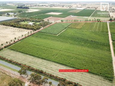 Horticulture For Sale - VIC - Tatura East - 3616 - Quality Ardmona District Orchard - 23.87 Hectares  (Image 2)