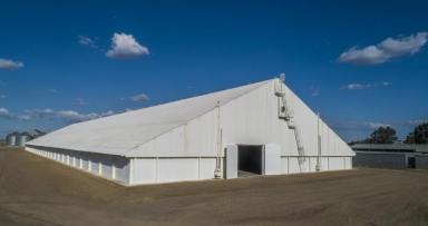Industrial/Warehouse For Sale - NSW - Moree - 2400 - Large Scale Grain Storage Facility  (Image 2)