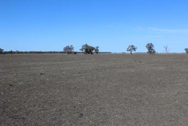 Cropping For Sale - NSW - Moree - 2400 - Suburban Cropping  (Image 2)