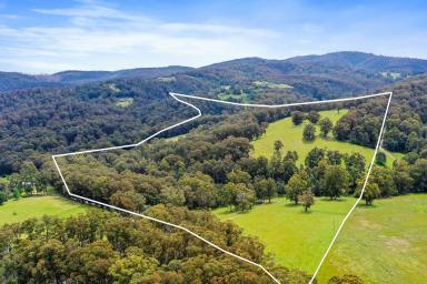 Lifestyle For Sale - VIC - Jindivick - 3818 - 99 acres in Stunning Jindivick  (Image 2)