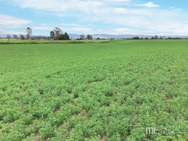 Cropping For Sale - QLD - Scrub Creek - 4313 - 38.35 Hectare Lucerne Farm  (Image 2)