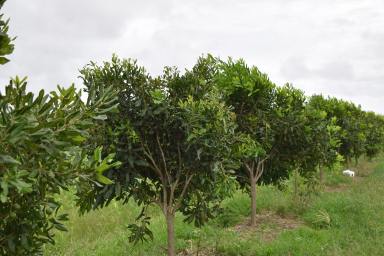Horticulture For Sale - QLD - Welcome Creek - 4670 - Perfect opportunity to acquire a well presented Macadamia property with income this year  (Image 2)