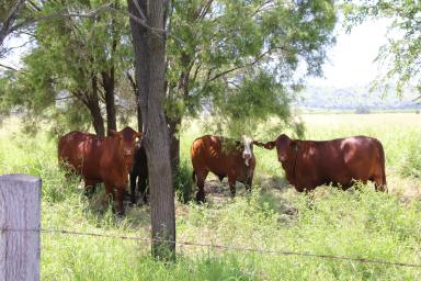 Lifestyle Auction - QLD - Biloela - 4715 - Country Lifestyle with Town Convenience  (Image 2)