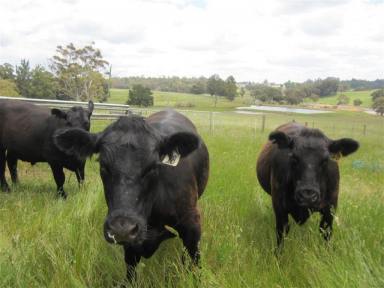 Mixed Farming Sold - WA - Manjimup - 6258 - SINK YOUR TEETH INTO THIS ONE!  (Image 2)