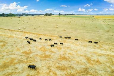 Livestock For Sale - VIC - Warncoort - 3243 - EXCELLENT COLAC DISTRICT COUNTRY  (Image 2)