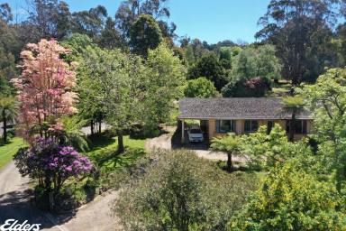Lifestyle For Sale - VIC - Tarra Valley - 3971 - IDYLLIC LIFESTYLE AND BUSINESS OPPORTUNITY  IN THE PICTURESQUE TARRA VALLEY  (Image 2)
