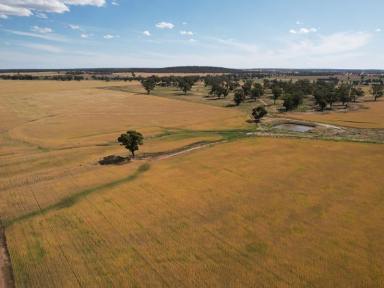 Lifestyle For Sale - NSW - Temora - 2666 - Reverie North  (Image 2)