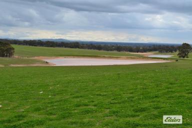 Mixed Farming For Sale - VIC - Crowlands - 3377 - 'Glendhu Valley' Western District Grazing/Wool Production  (Image 2)