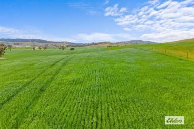 Mixed Farming For Sale - VIC - Crowlands - 3377 - 'Glendhu Valley' Western District Grazing/Fattening/Wool Production  (Image 2)