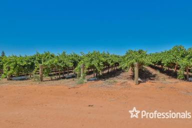 Horticulture For Sale - VIC - Merbein - 3505 - Fresh Fruit Property On The Fringe Of Town  (Image 2)