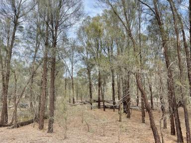 Other (Rural) For Sale - SA - Bangham - 5268 - Rare Scrubland Reserve  (Image 2)