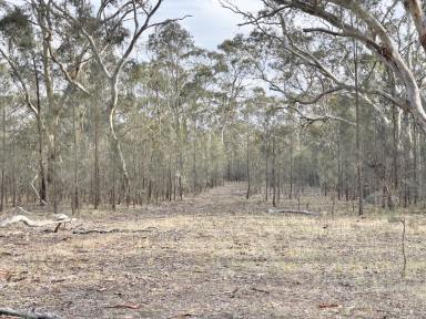 Other (Rural) For Sale - SA - Bangham - 5268 - Rare Scrubland Reserve  (Image 2)