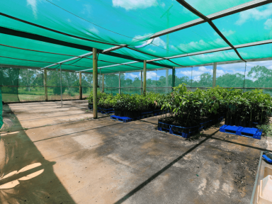 Horticulture For Sale - QLD - North Isis - 4660 - WIWO AVO FARM & NURSERY  (Image 2)