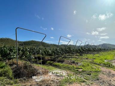 Mixed Farming Sold - QLD - Dimbulah - 4872 - 400 ACRES - LIFESTYLE / CATTLE / FARMING  (Image 2)