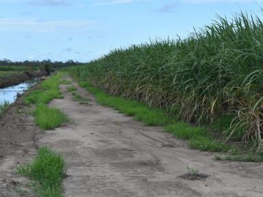 Horticulture For Sale - QLD - Welcome Creek - 4670 - 84  ACRE FARM + 4 BED HOME & SHEDS  (Image 2)