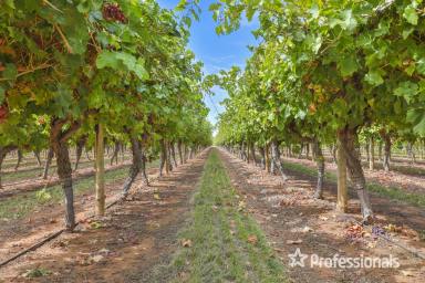 Horticulture For Sale - VIC - Irymple - 3498 - Top Class Irymple Table Grape Property on 15.08Ha (37.26 acres)  (Image 2)