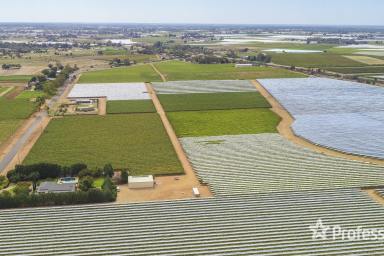 Horticulture For Sale - VIC - Irymple - 3498 - Top Class Irymple Table Grape Property on 15.08Ha (37.26 acres)  (Image 2)