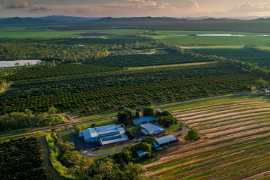 Commercial Farming For Sale - QLD - Arriga - 4880 - PARADISE ORCHARDS | GOING CONCERN | ATTRACTIVE RETURN  (Image 2)