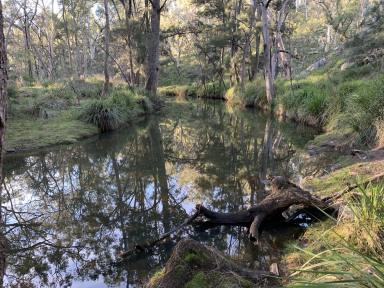 Farmlet For Sale - NSW - Rylstone - 2849 - Capertee River frontage on large rural holding. Approx. 1038 acres  (Image 2)
