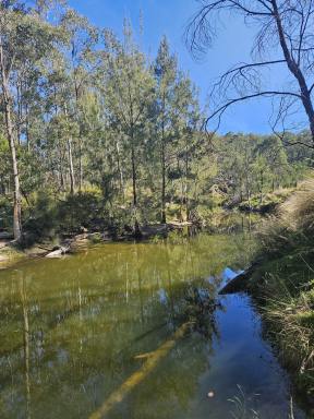 Farmlet For Sale - NSW - Rylstone - 2849 - Capertee River frontage on large rural holding. Approx. 1038 acres  (Image 2)