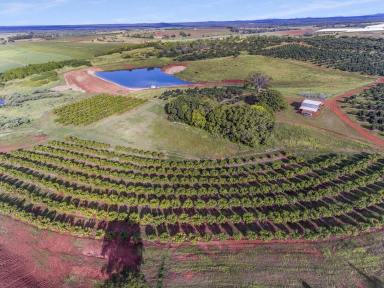 Horticulture For Sale - QLD - South Isis - 4660 - TWO ORCHARDS IN ONE (AVOCADO HILL & ROSEHILL)  (Image 2)