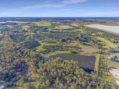 Horticulture For Sale - QLD - South Isis - 4660 - TWO ORCHARDS IN ONE (AVOCADO HILL & ROSEHILL)  (Image 2)