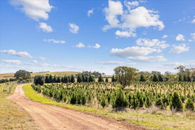 Horticulture For Sale - NSW - Goulburn - 2580 - Money does grow on trees..  (Image 2)