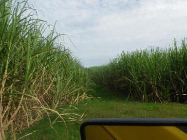Cropping For Sale - QLD - Abergowrie - 4850 - ABERGOWRIE CANE FARM WITH RIVER AT REAR !  (Image 2)