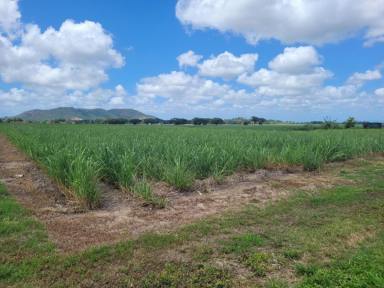 Other (Rural) For Sale - QLD - Macknade - 4850 - RURAL LAND WITH VIEWS !  (Image 2)