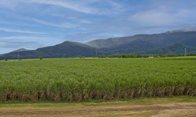 Cropping For Sale - QLD - Gordonvale - 4865 - Premiere  Sugar Cane Farm, Gordonvale, Over 120 Acres  (Image 2)