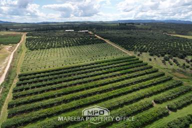 Horticulture For Sale - QLD - Arriga - 4880 - TOP OF THE RANGE FARM  (Image 2)