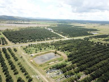 Horticulture For Sale - QLD - Mutchilba - 4872 - PRODUCTIVE FARMING OPERATION  (Image 2)
