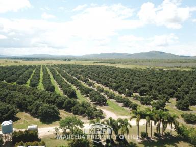 Horticulture For Sale - QLD - Mutchilba - 4872 - PRODUCING AVOCADO FARM  (Image 2)