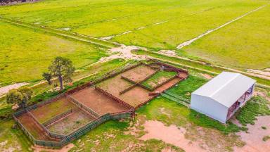 Cropping Auction - NSW - Finley - 2713 - 'Cleveland' Finley NSW 216.6Ha - 535.2Ac - A Highly Versatile Logie Brae District Holding  (Image 2)