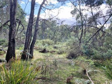 Residential Block Sold - TAS - Dilston - 7252 - Mountain Bike or Motor cross riders Paradise. 100 Acres. 2 Titles.  (Image 2)