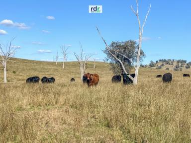 Mixed Farming For Sale - NSW - Inverell - 2360 - FERNLEE  (Image 2)