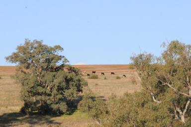 Lifestyle For Sale - VIC - Harrow - 3317 - Fantastic property with both lifestyle and farming aspects  (Image 2)