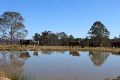 Residential Block For Sale - NSW - Tunglebung - 2469 - Endless Rural Opportunity  (Image 2)