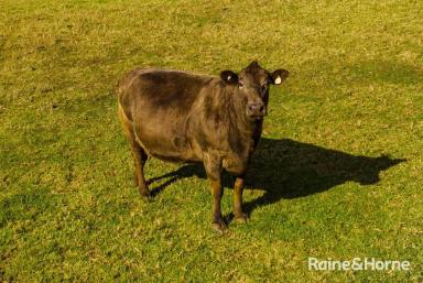 House For Sale - NSW - Robertson - 2577 - Incredible Coastal Views, Pristine Rainforest & Rolling Green Pastures  (Image 2)