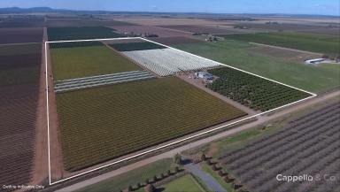 Viticulture For Sale - NSW - Bilbul - 2680 - NEW PRICE $890,000 - $950,000  (Image 2)
