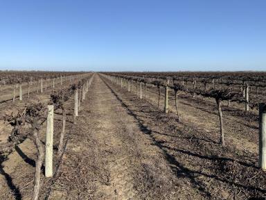 Horticulture For Sale - NSW - Bilbul - 2680 - UPDATED NEW PRICE - ALMOND ORCHARD & VINEYARD  (Image 2)